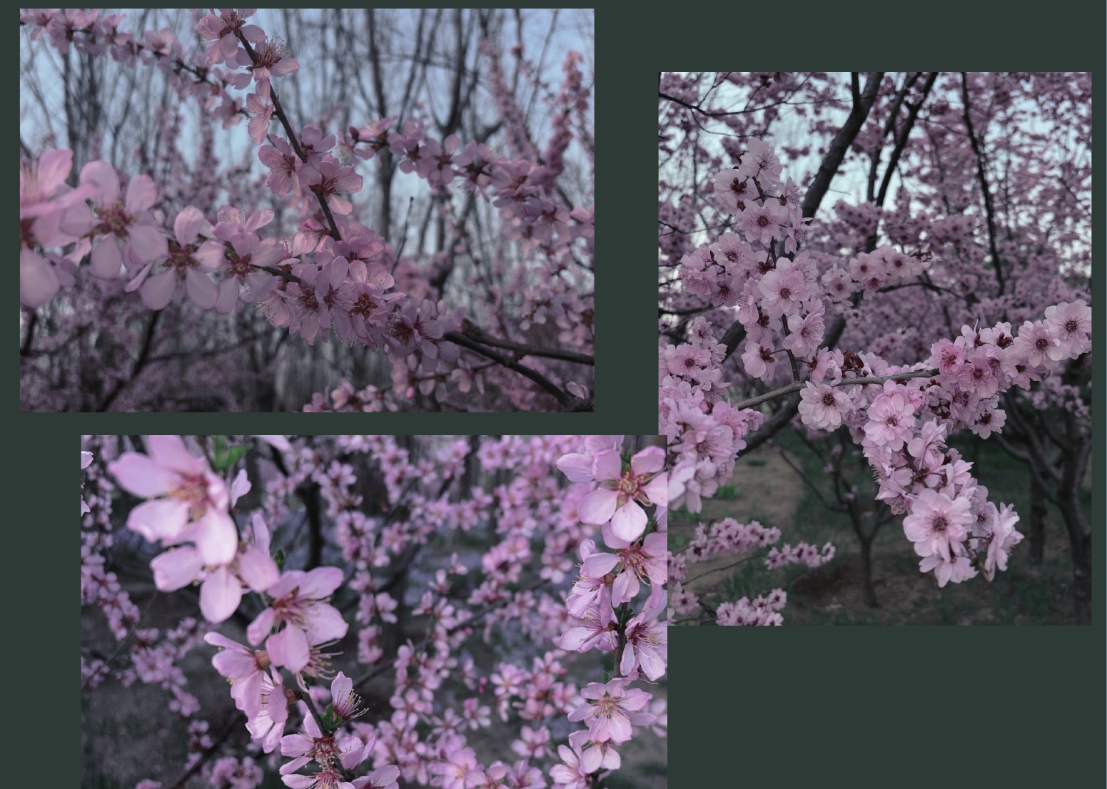 Photography portfolio page 60