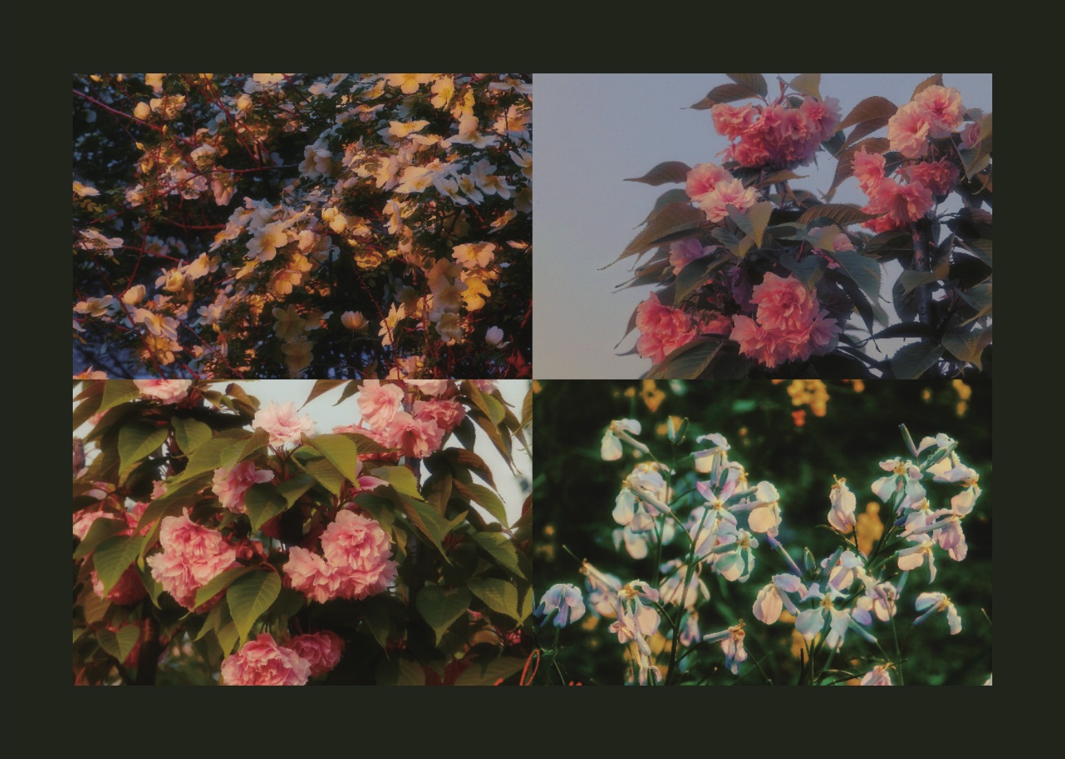 Photography portfolio page 73